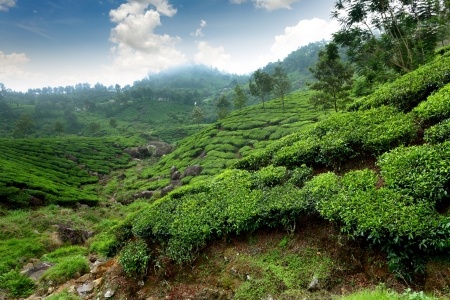 After Ayurveda treatment the fresh air ,the green serenity and the true nature.